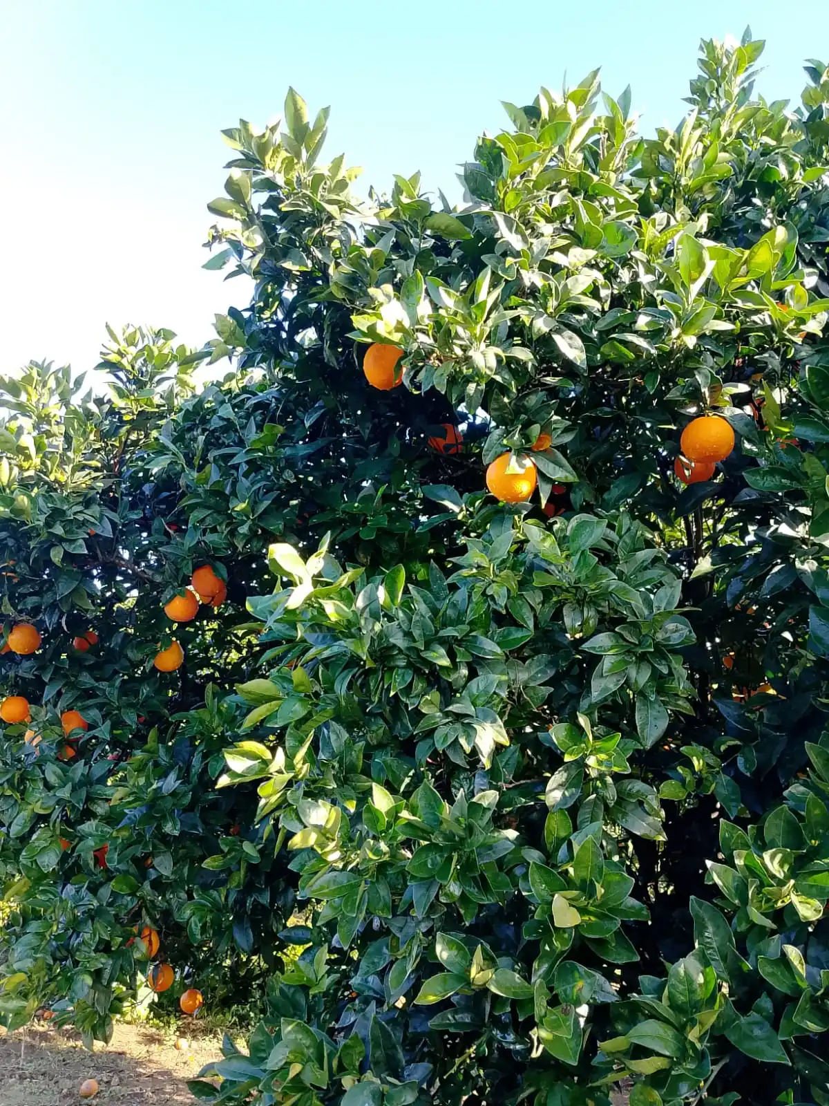 Gallery Verde Speranza - Immagini dei prodotti e terreni siciliani