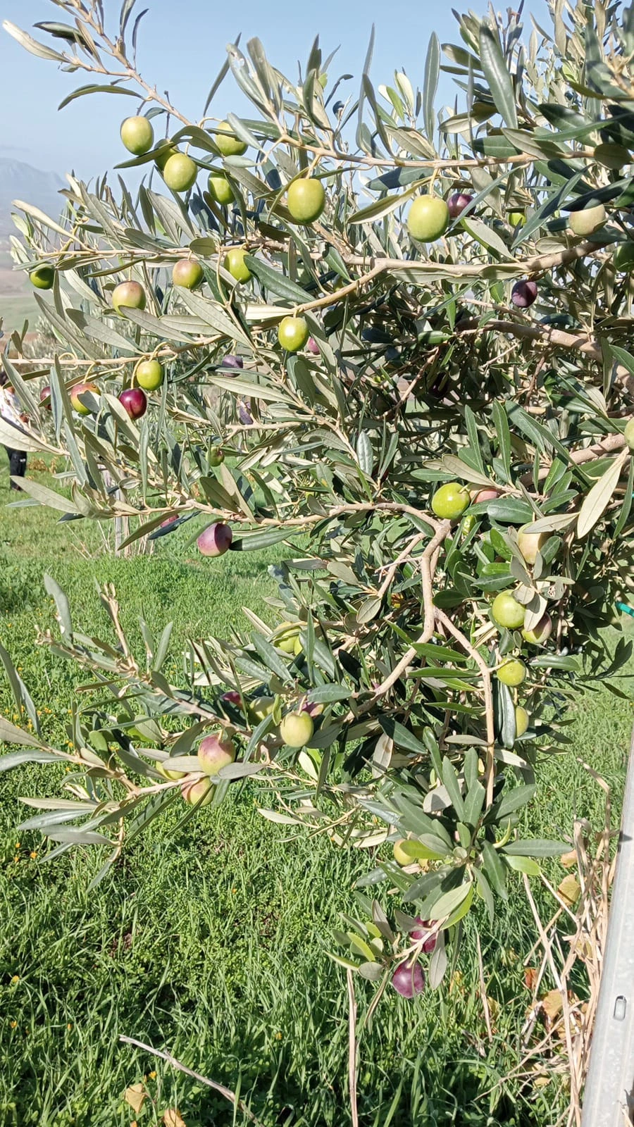 Gallery Verde Speranza - Immagini dei prodotti e terreni siciliani