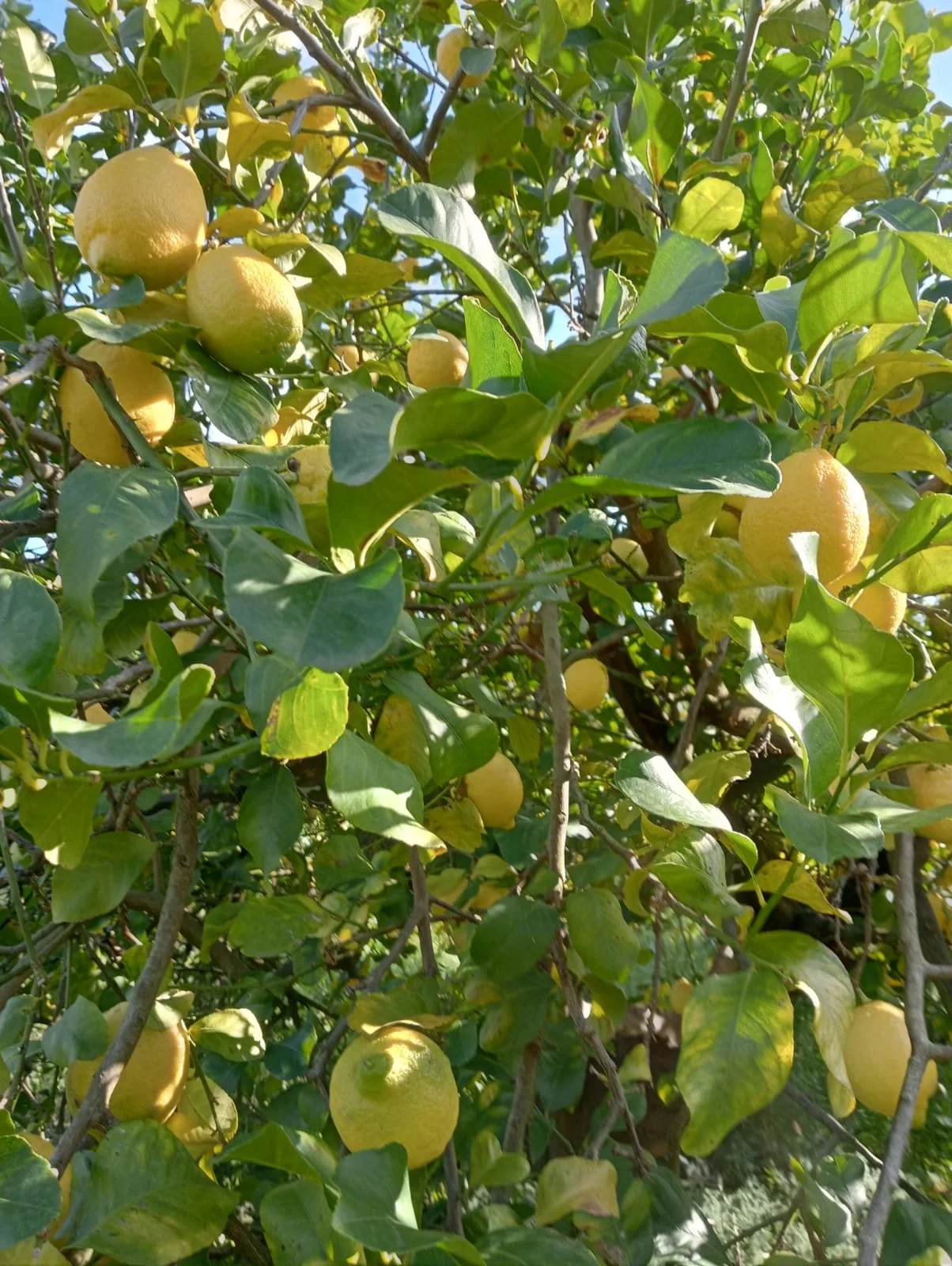 Gallery Verde Speranza - Immagini dei prodotti e terreni siciliani