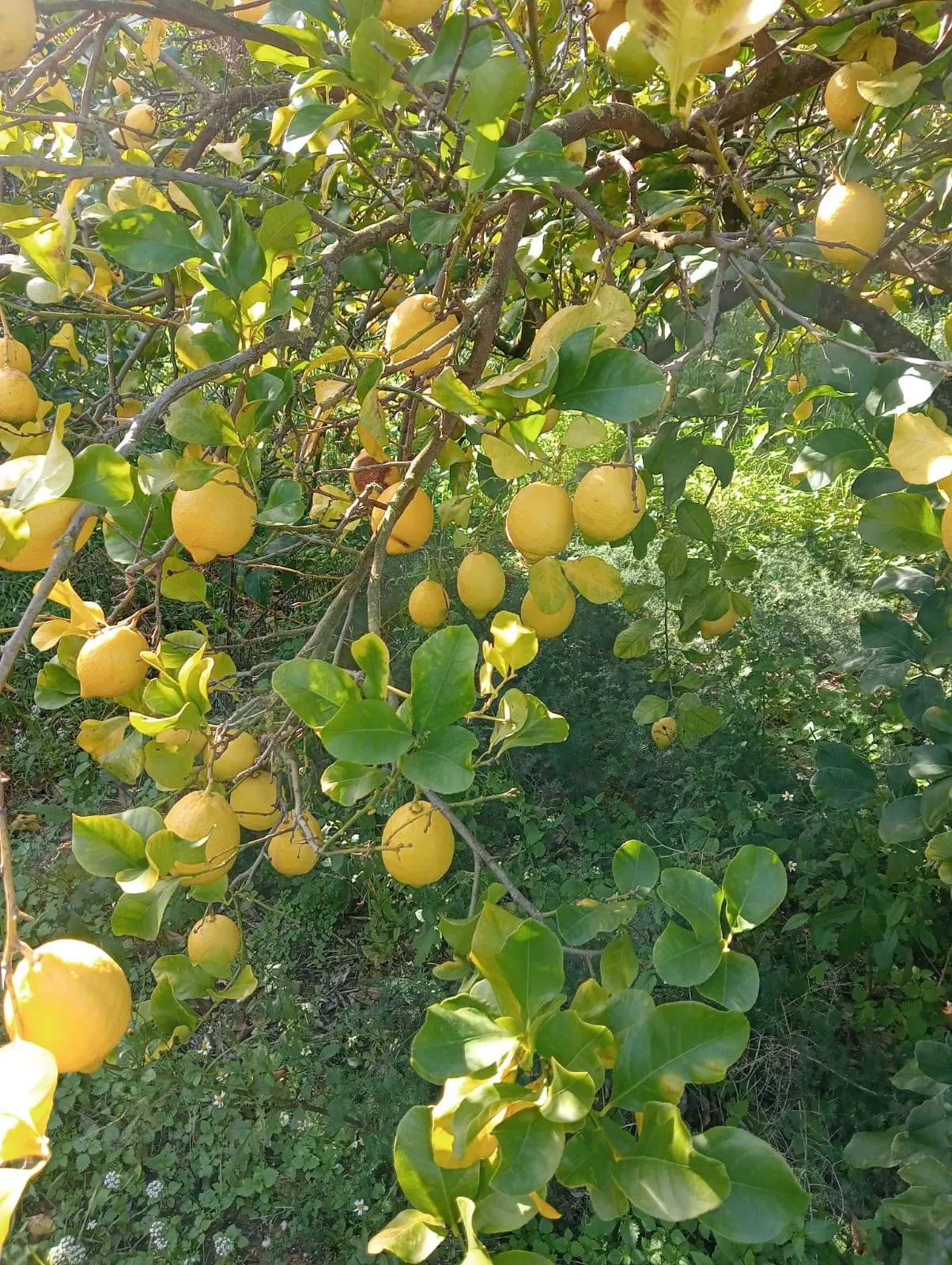 Limoni siciliani IGP Verde Speranza coltivati con metodi tradizionali