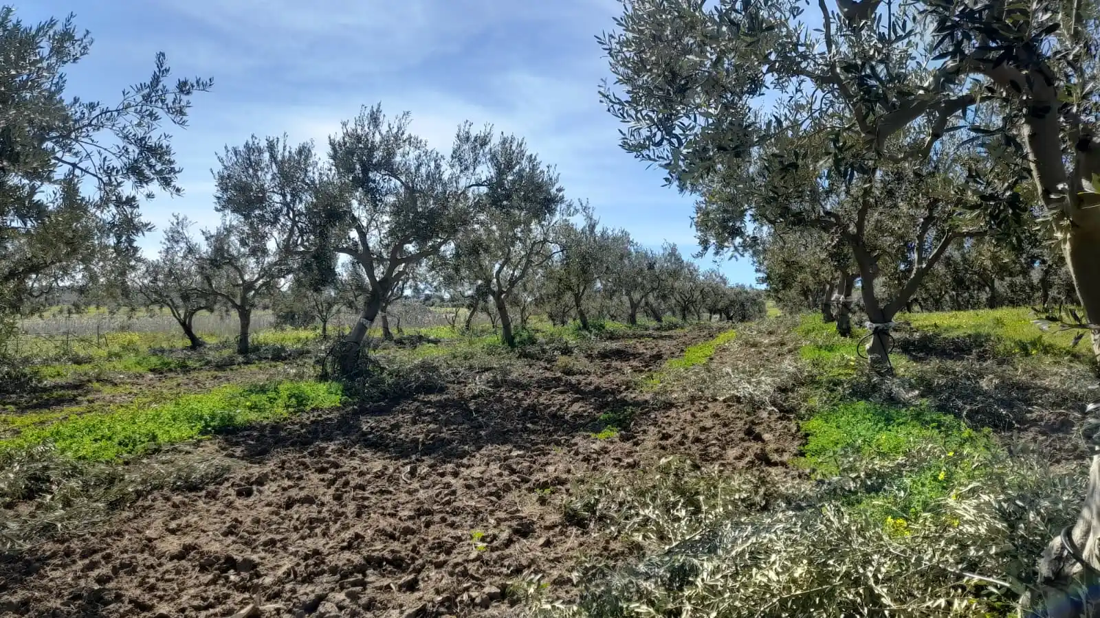 Gallery Verde Speranza 19