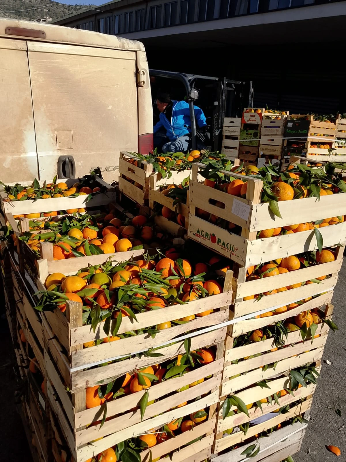 Gallery Verde Speranza - Immagini dei prodotti e terreni siciliani