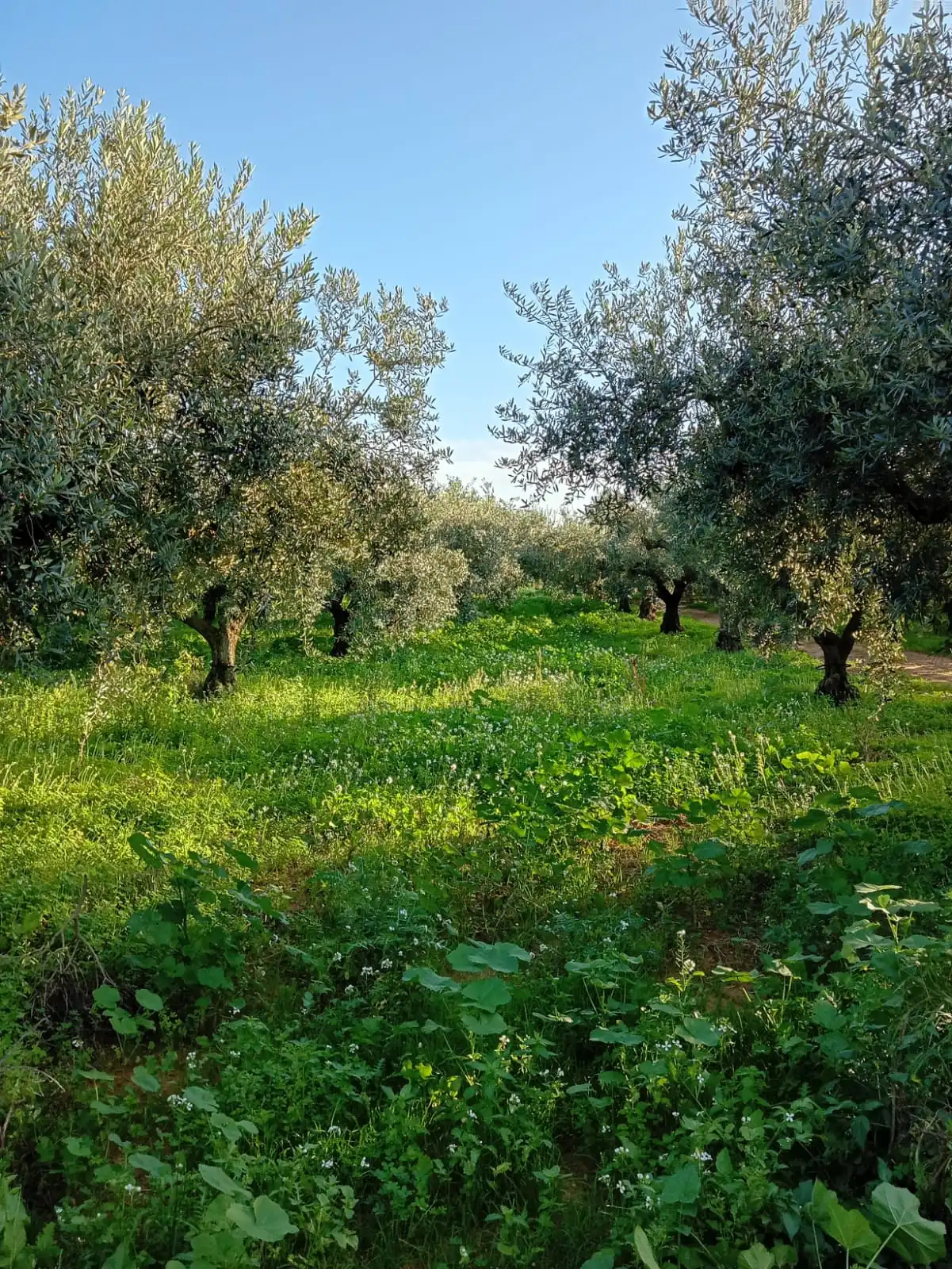 Gallery Verde Speranza - Immagini dei prodotti e terreni siciliani