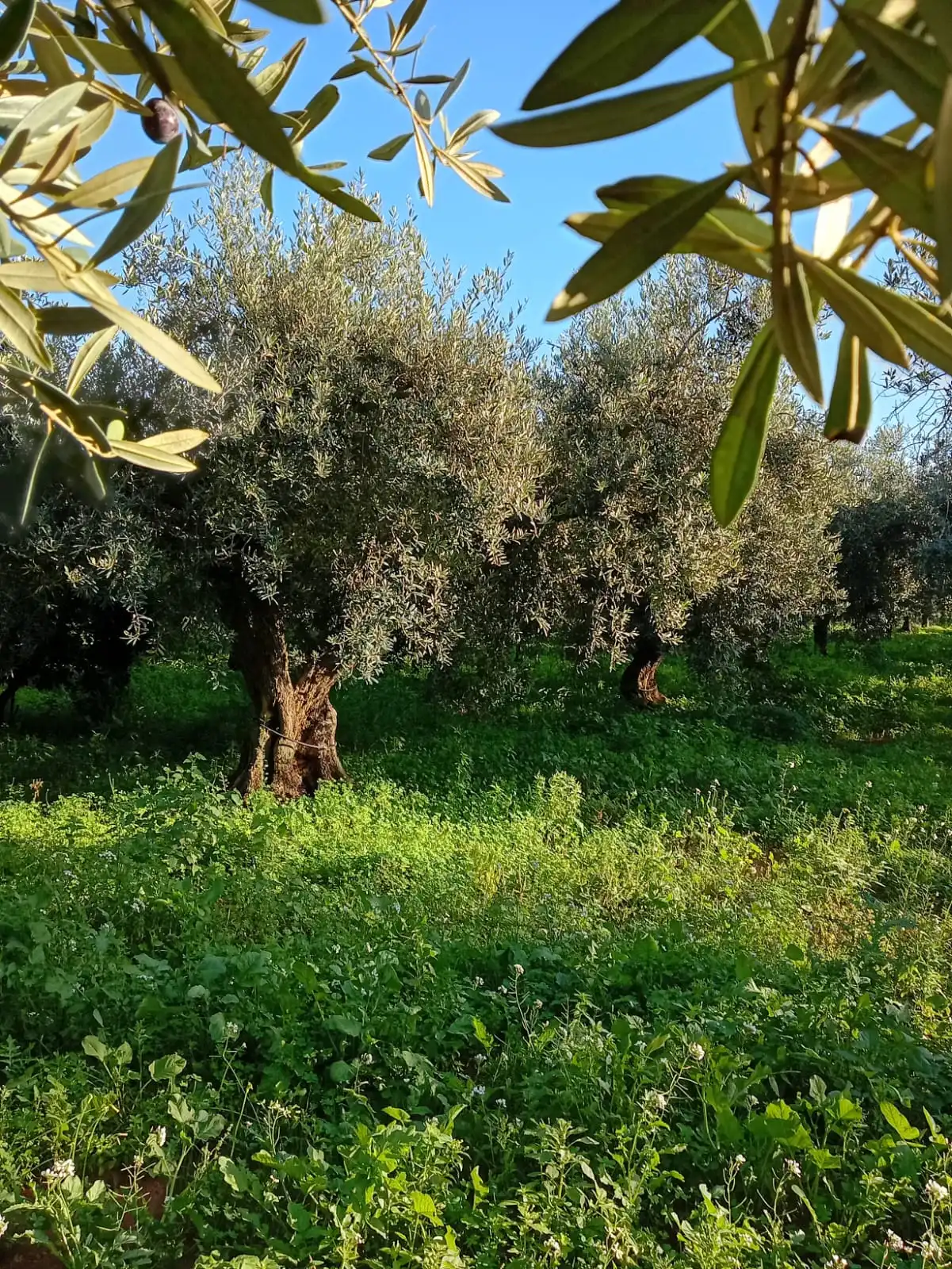 Gallery Verde Speranza - Immagini dei prodotti e terreni siciliani