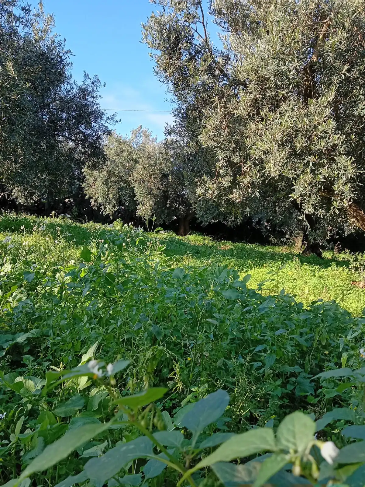 Gallery Verde Speranza - Immagini dei prodotti e terreni siciliani