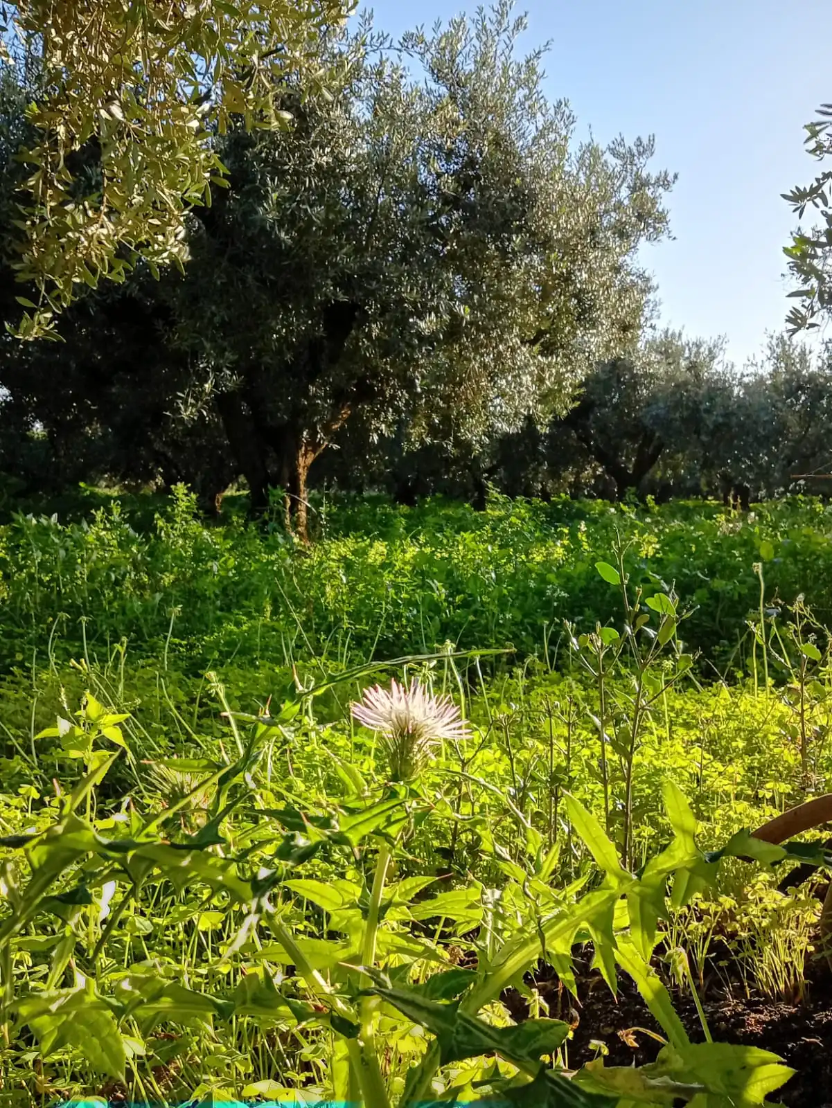 Gallery Verde Speranza - Immagini dei prodotti e terreni siciliani