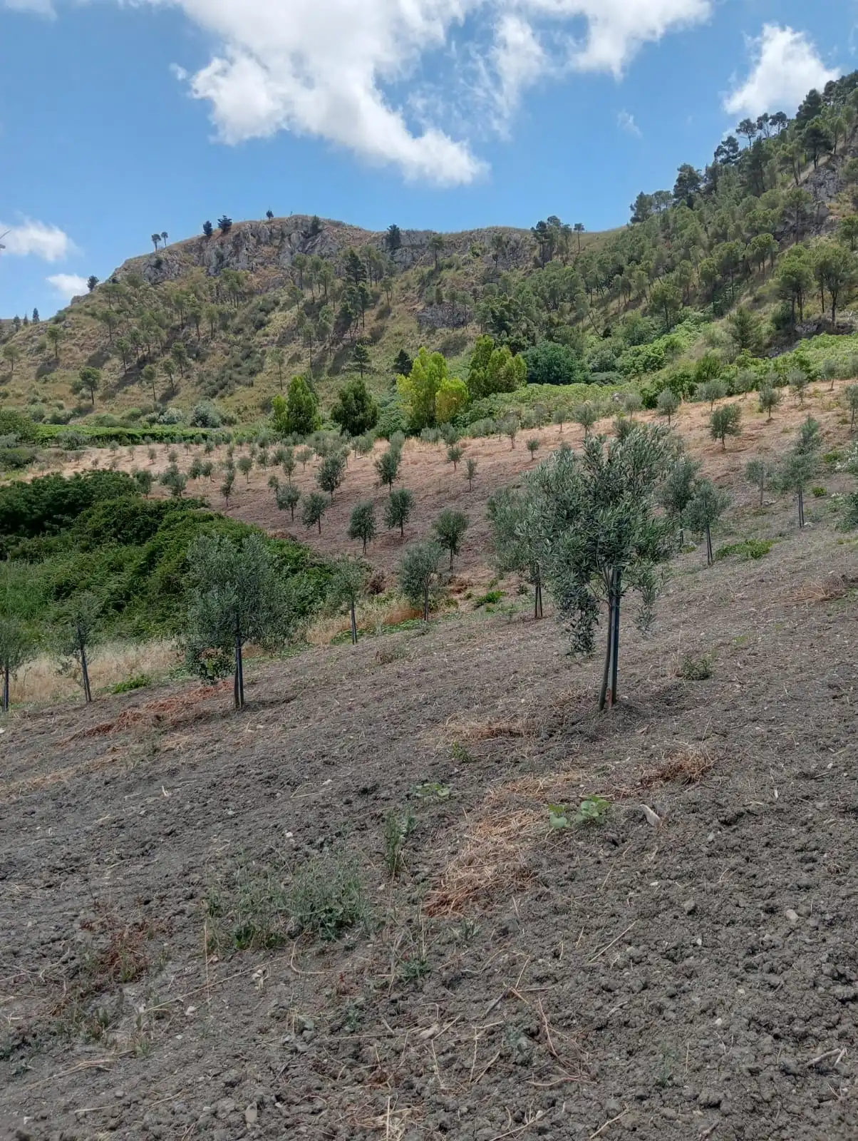 Gallery Verde Speranza - Immagini dei prodotti e terreni siciliani