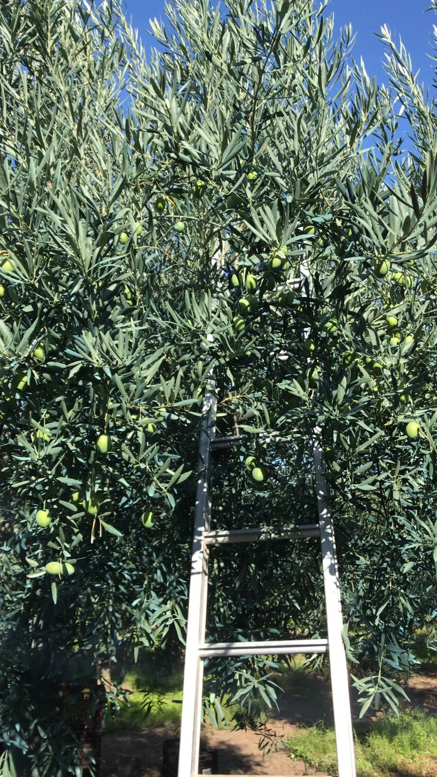 Gallery Verde Speranza - Immagini dei prodotti e terreni siciliani