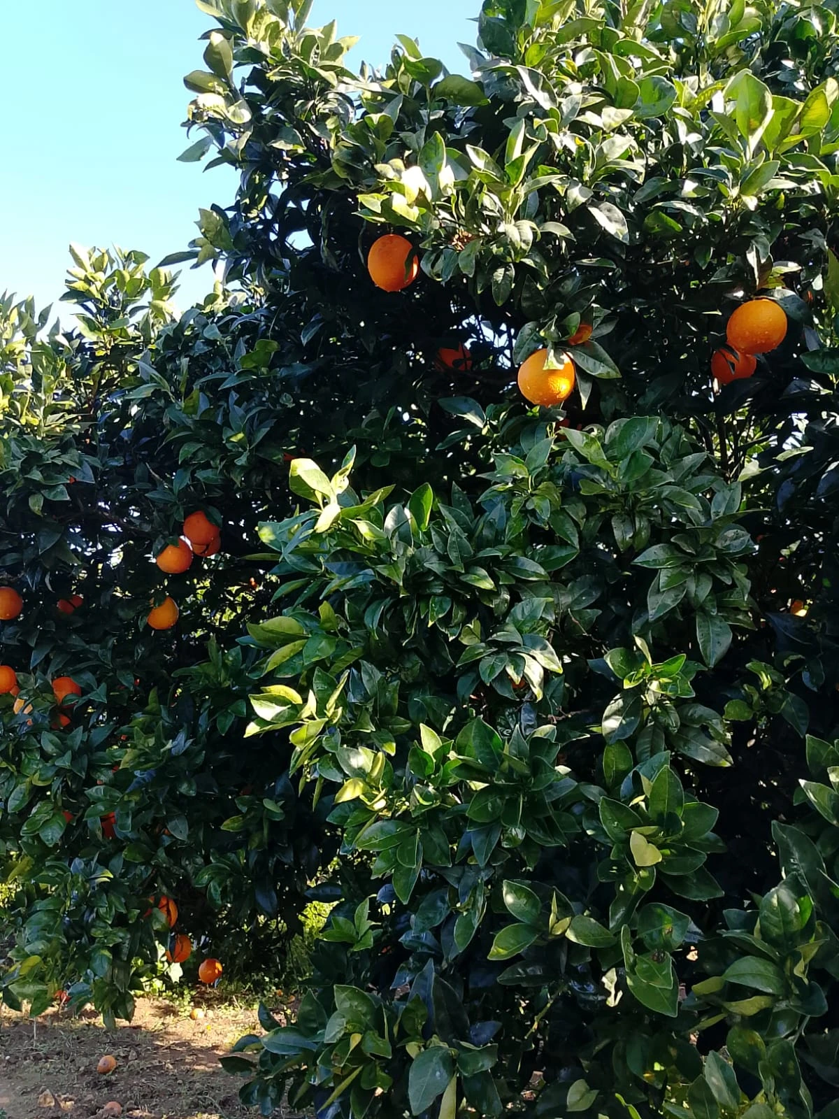 Gallery Verde Speranza - Immagini dei prodotti e terreni siciliani