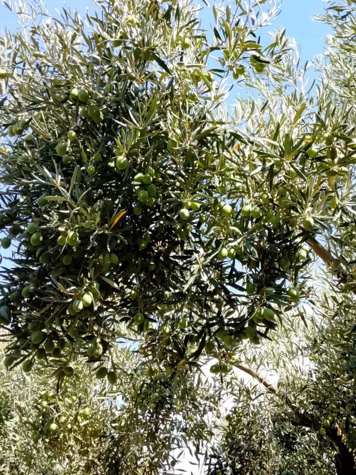 Gallery Verde Speranza - Immagini dei prodotti e terreni siciliani