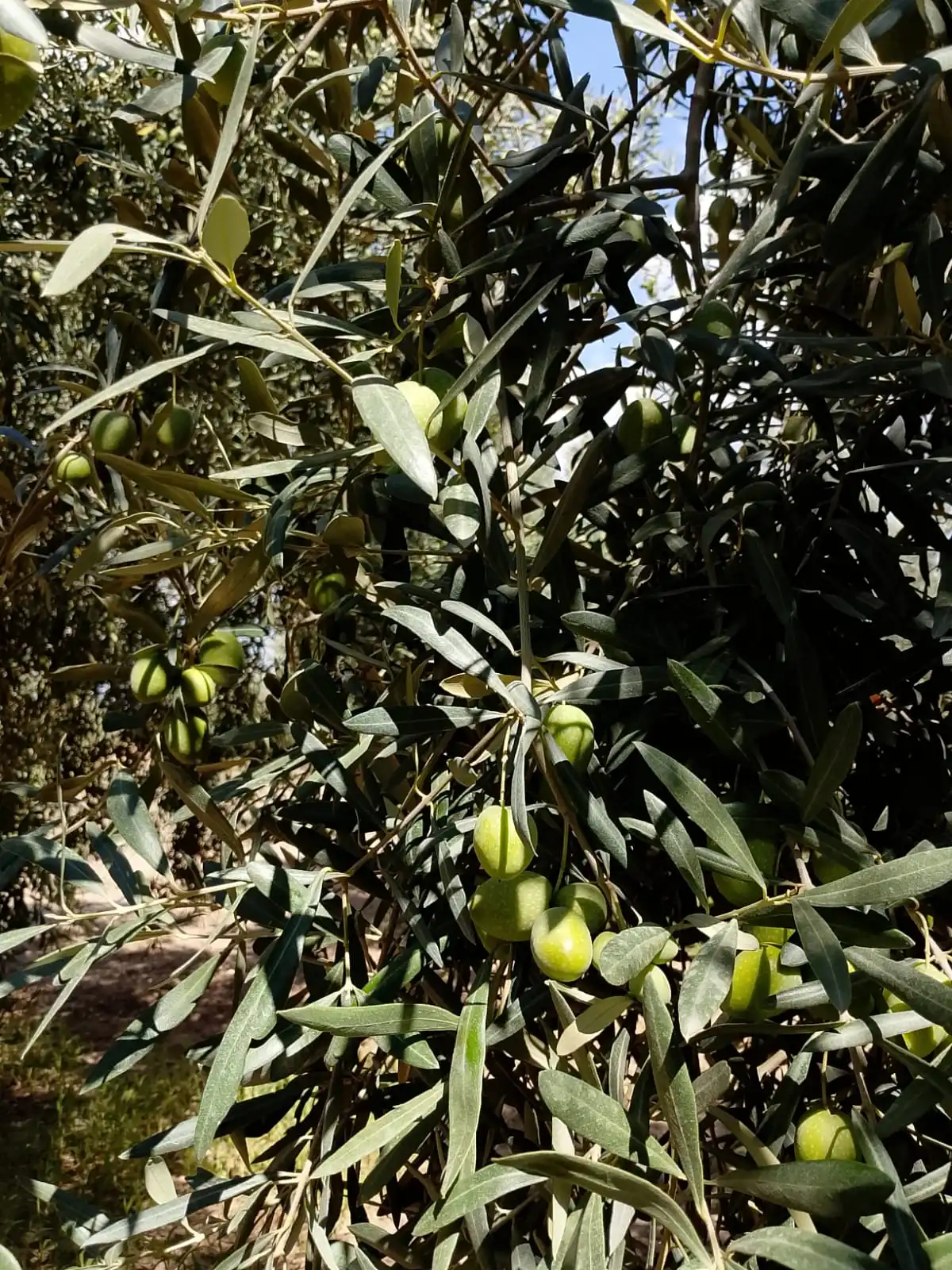 Olio d'oliva extravergine IGP Verde Speranza prodotto da olive siciliane secolari