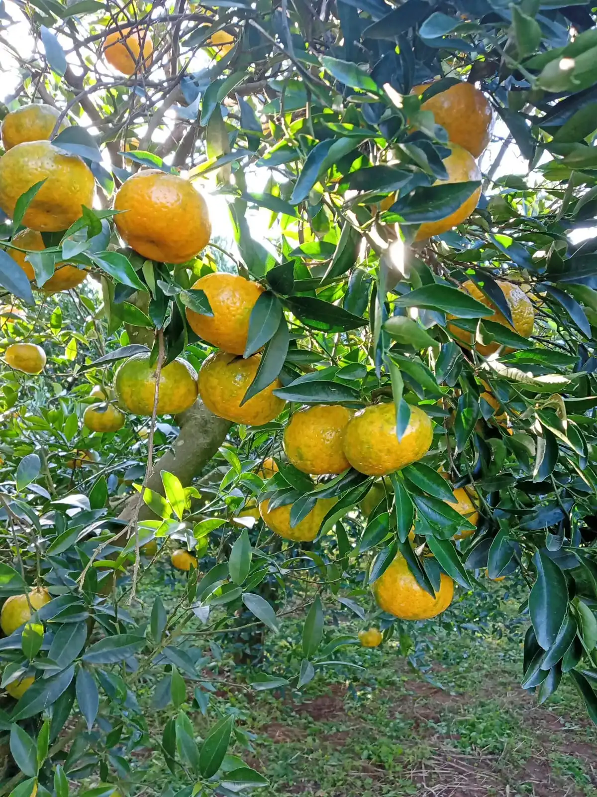 Mandarini siciliani IGP Verde Speranza dal sapore dolce e delicato